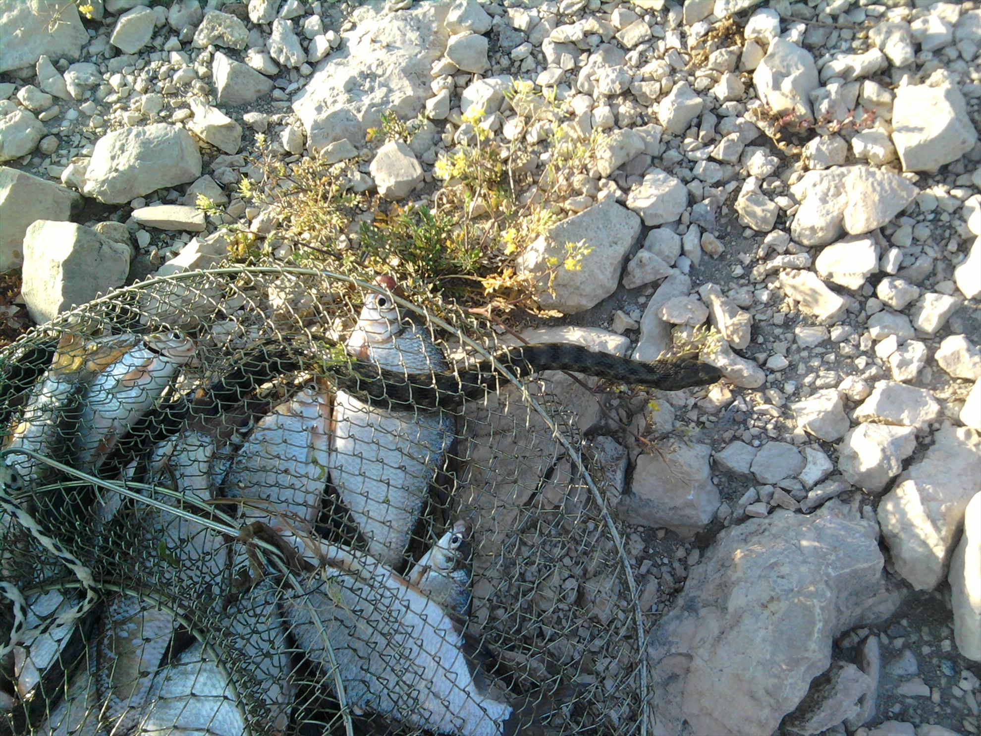 Dunare Harsova - fotografie312.jpg